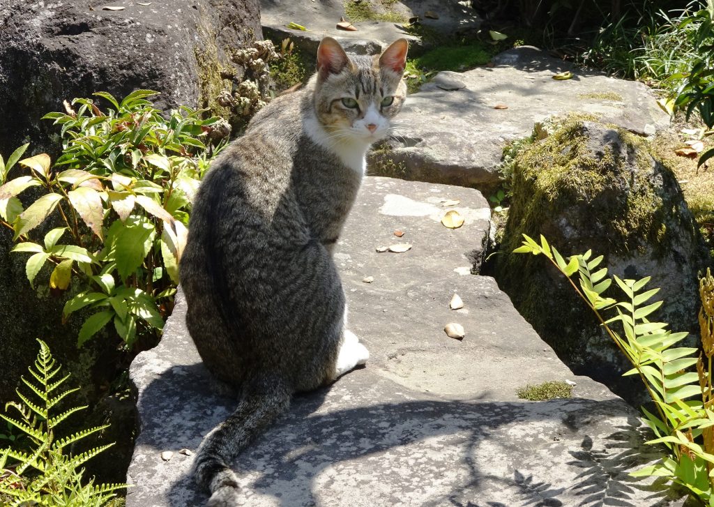 ねこ、風太 巡回