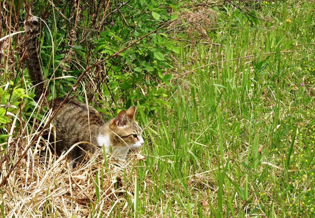 ねこ、風太 巡回