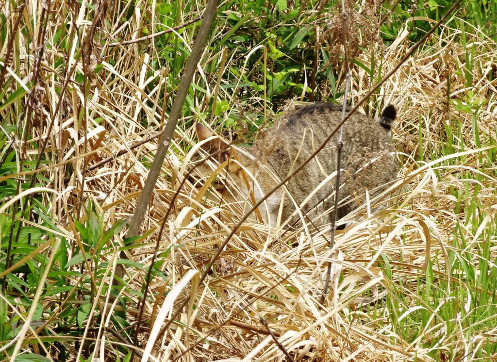 ねこ、風太 巡回