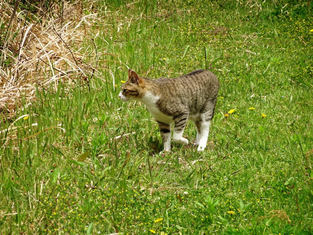 ねこ、風太 巡回