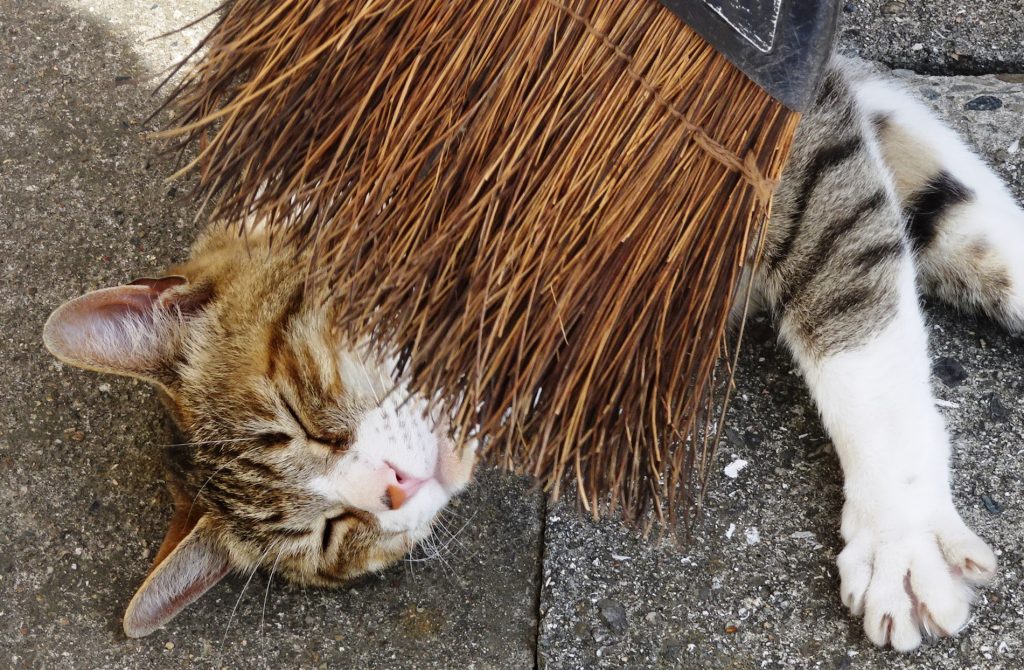 ねこ、風太 ゴロゴロ