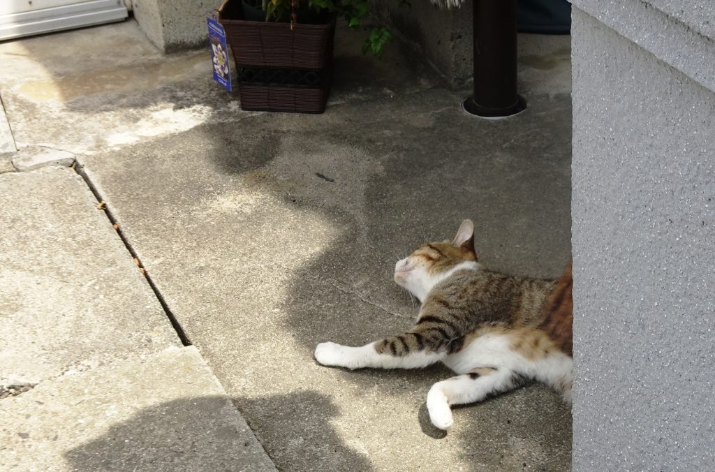 ねこ、風太 ゴロゴロ