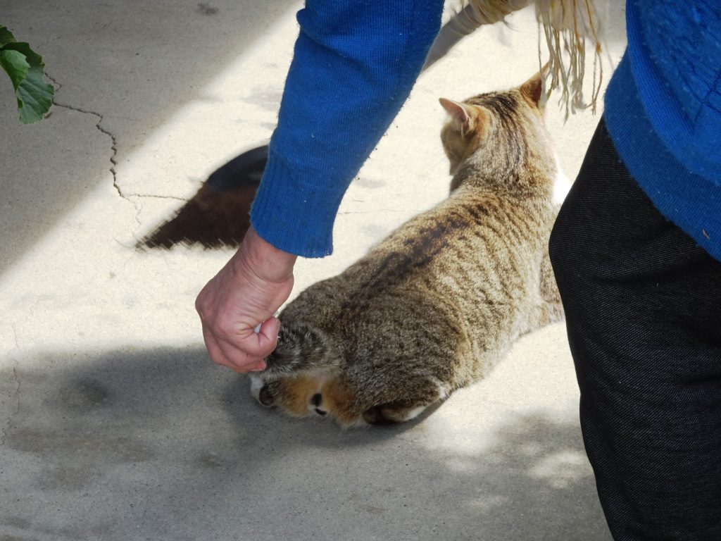 ねこ、風太 ゴロゴロ