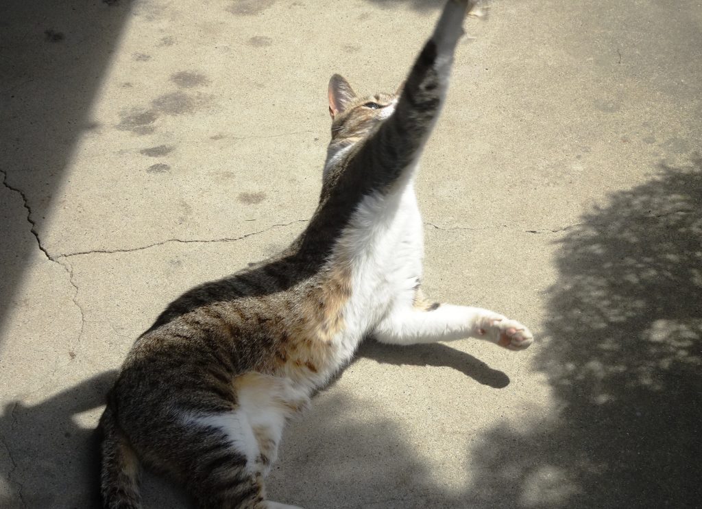 ねこ、風太 ゴロゴロ