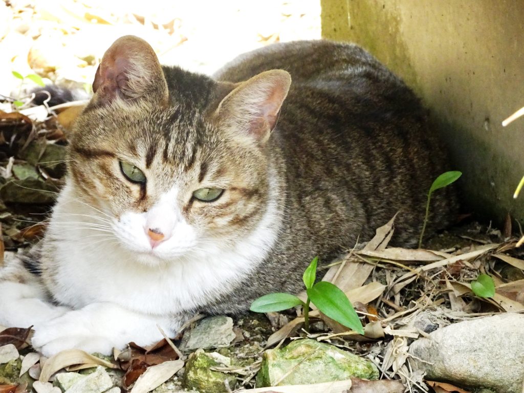 ねこ、風太 ゴロゴロ