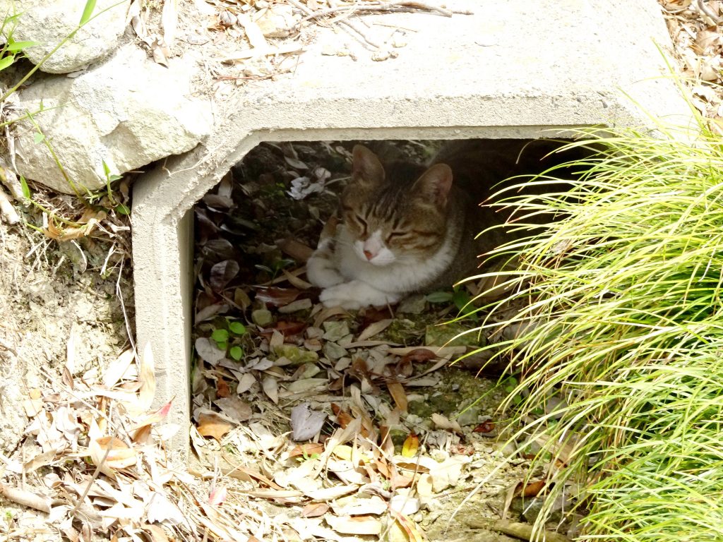 ねこ、風太 ゴロゴロ
