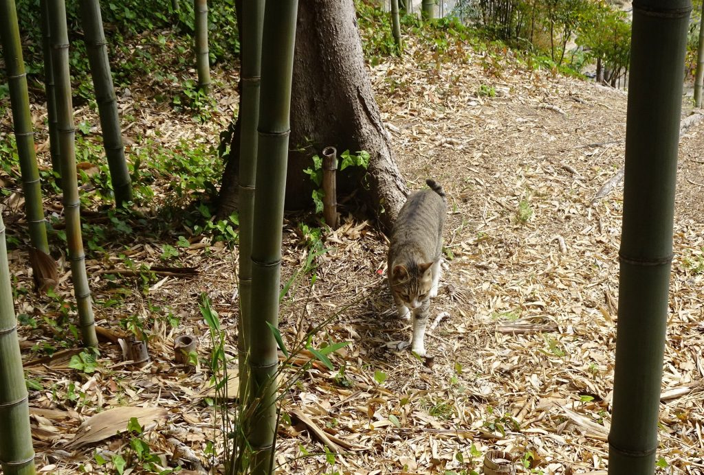 ねこ、風太 巡回