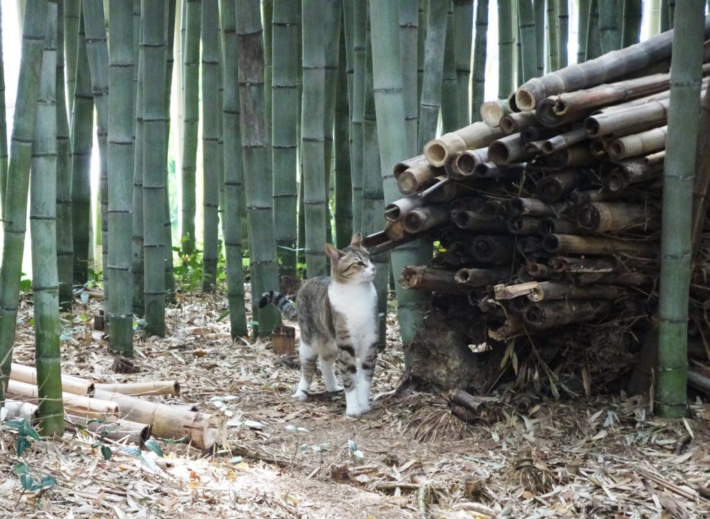 ねこ、風太 巡回