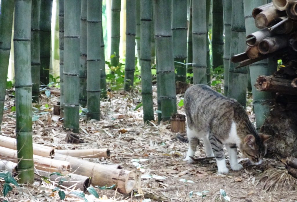 ねこ、風太 巡回