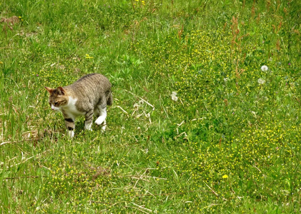 ねこ、風太 巡回