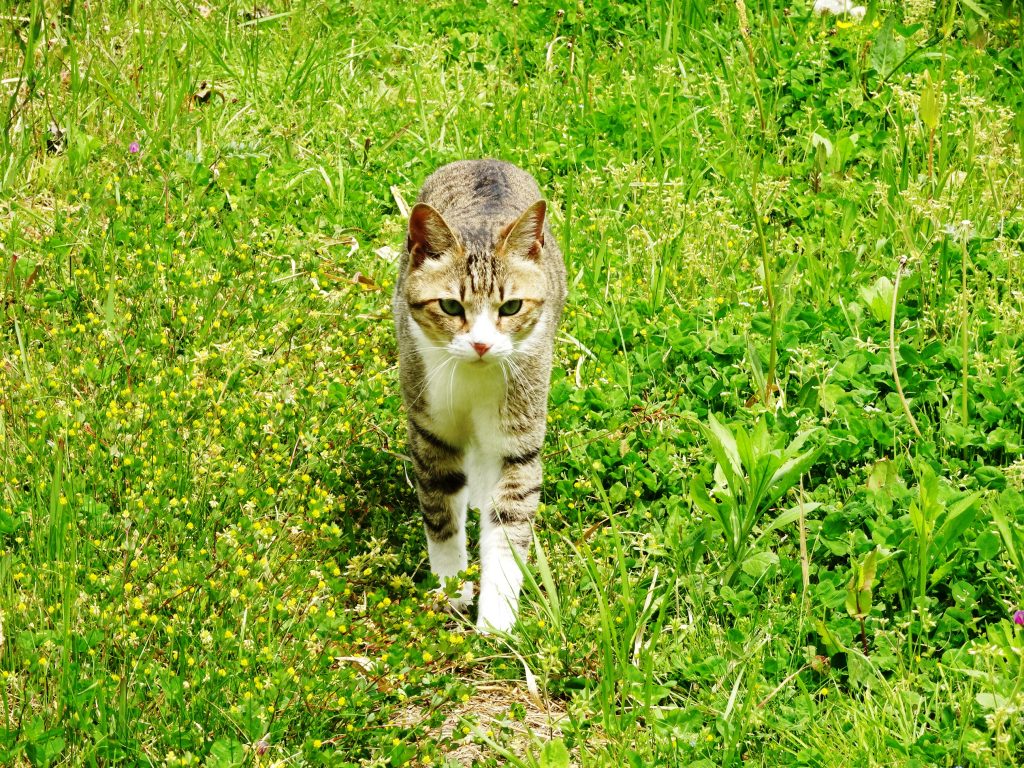 ねこ、風太 巡回