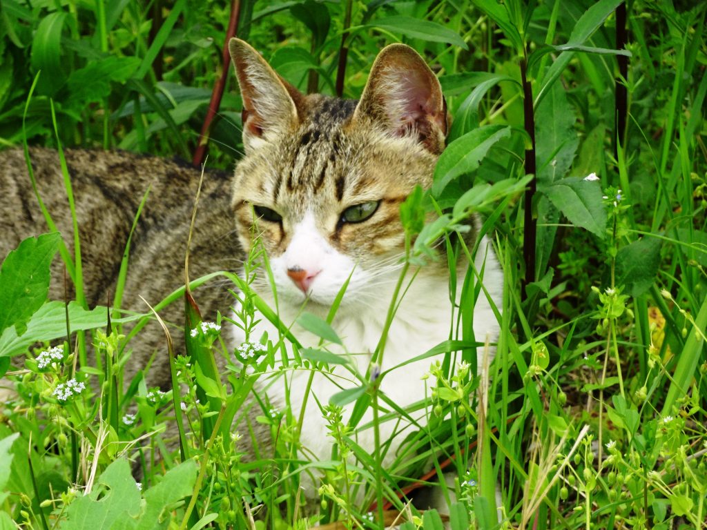 ねこ、風太 ひなたぼっこ