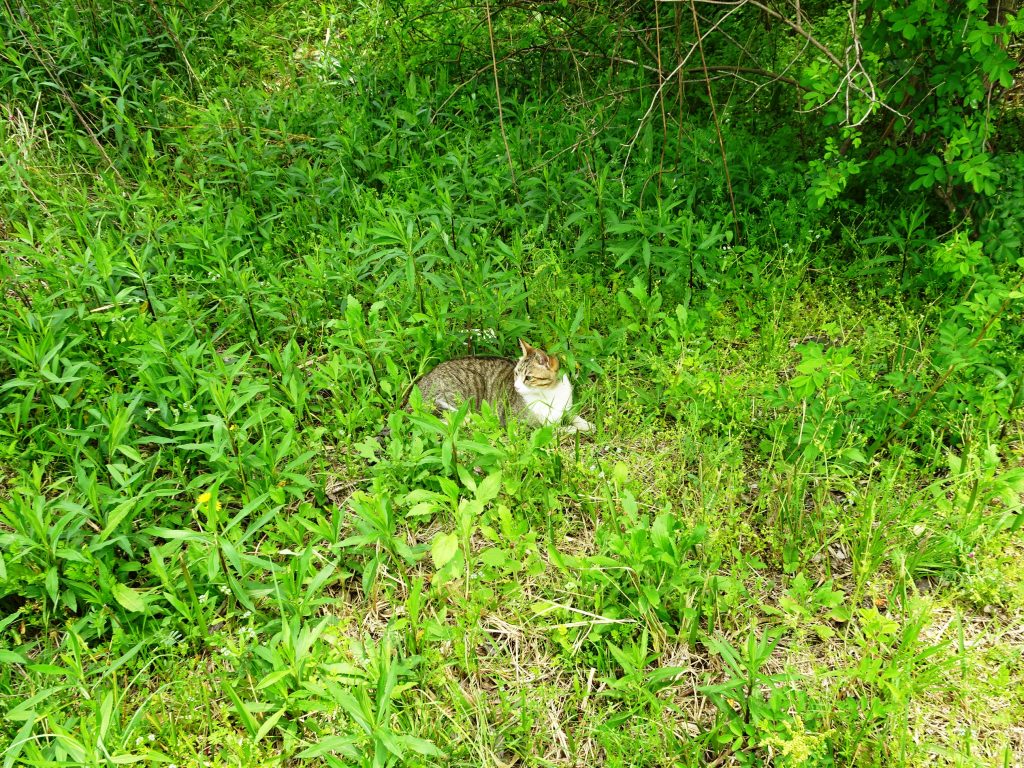 ねこ、風太 ひなたぼっこ