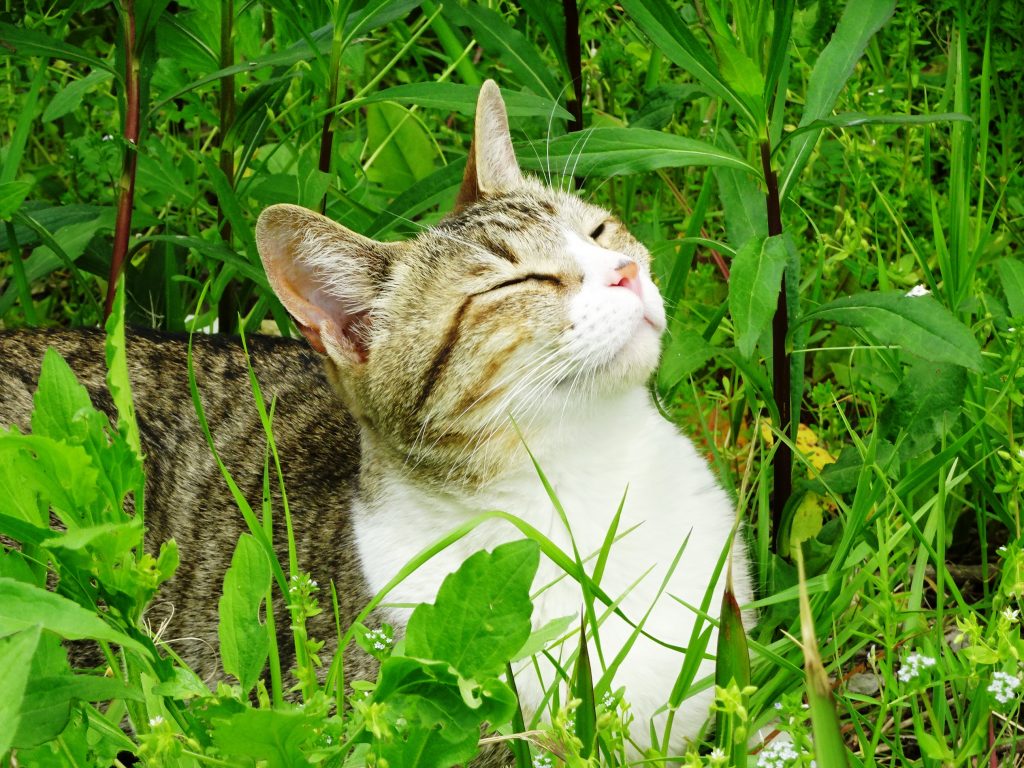 ねこ、風太 ひなたぼっこ