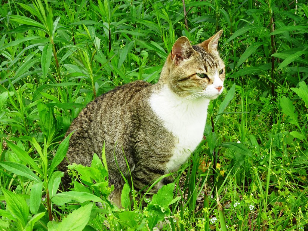 ねこ、風太 巡回