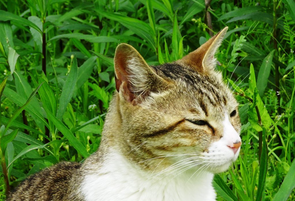 ねこ、風太 巡回