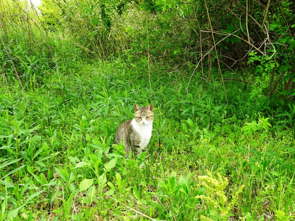 ねこ、風太 巡回