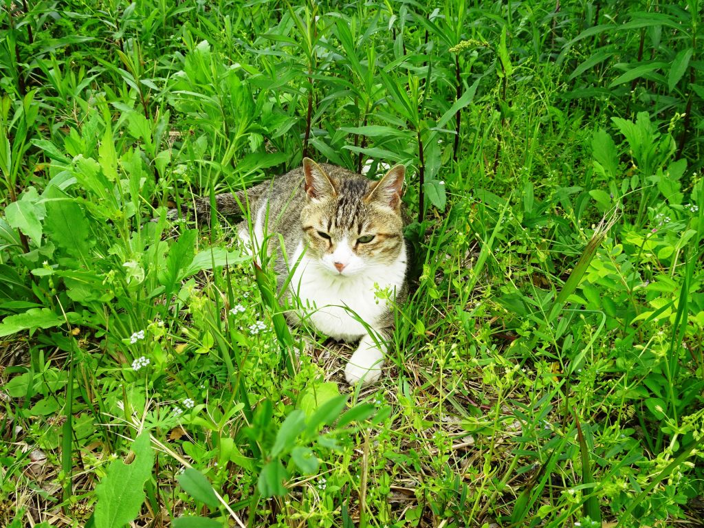 ねこ、風太 巡回