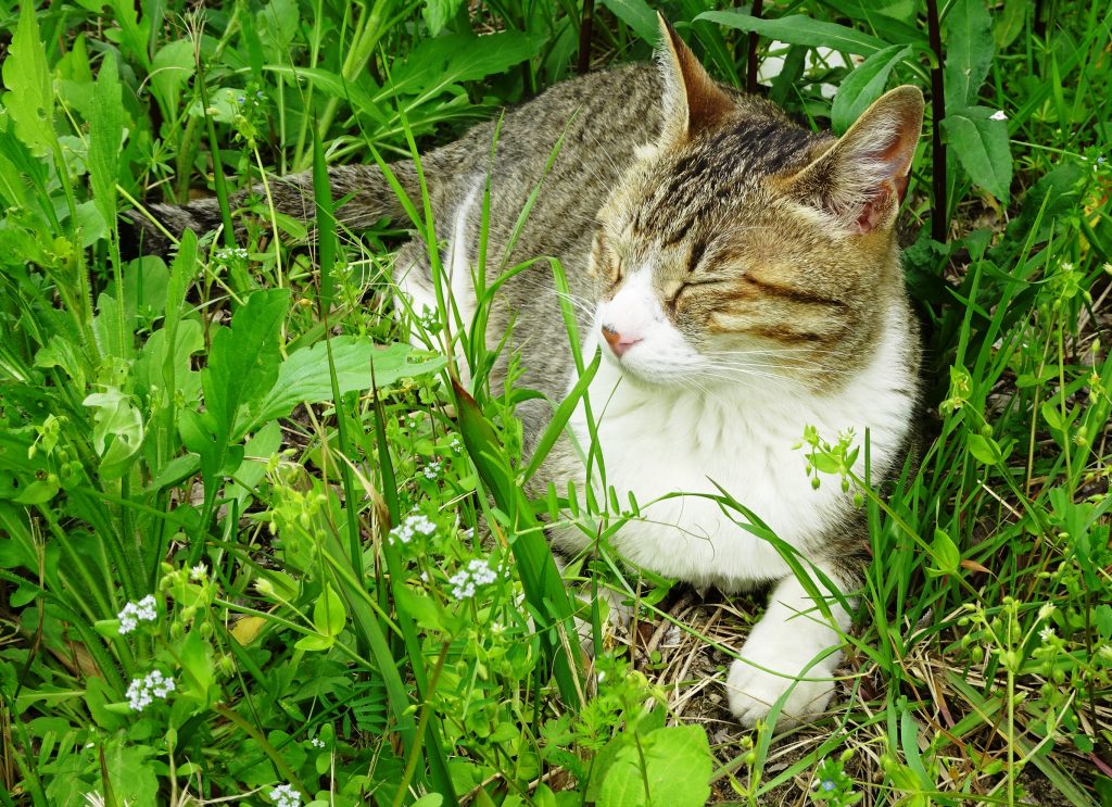 ねこ、風太 ひなたぼっこ