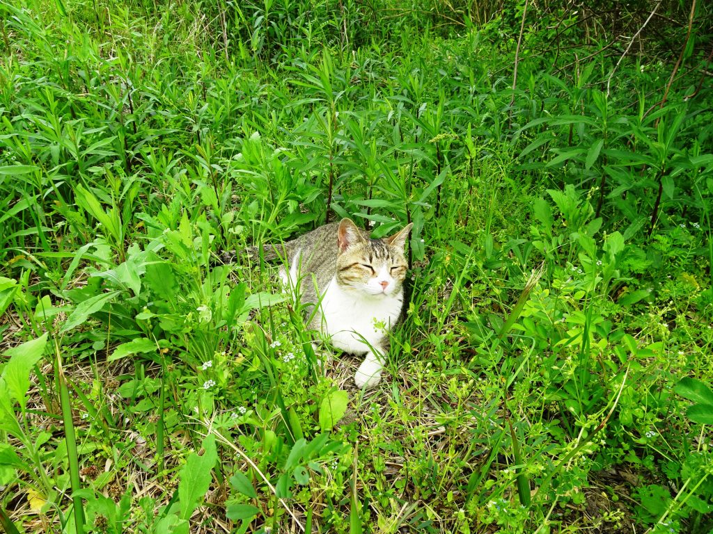 ねこ、風太 巡回