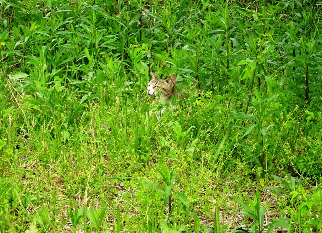 ねこ、風太 巡回