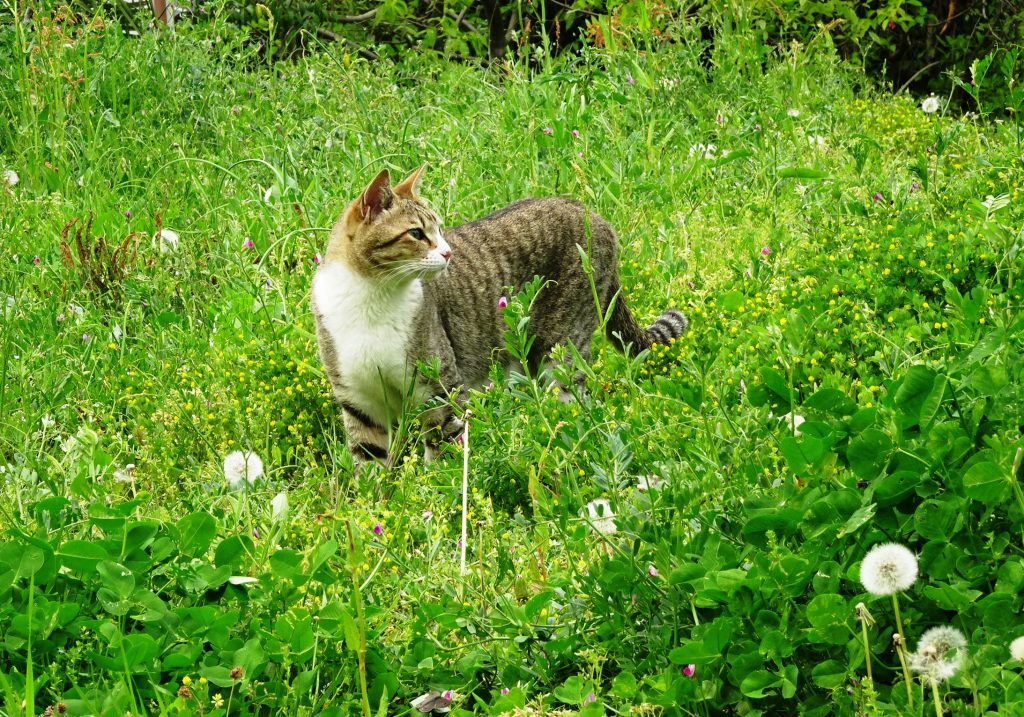 ねこ、風太 巡回