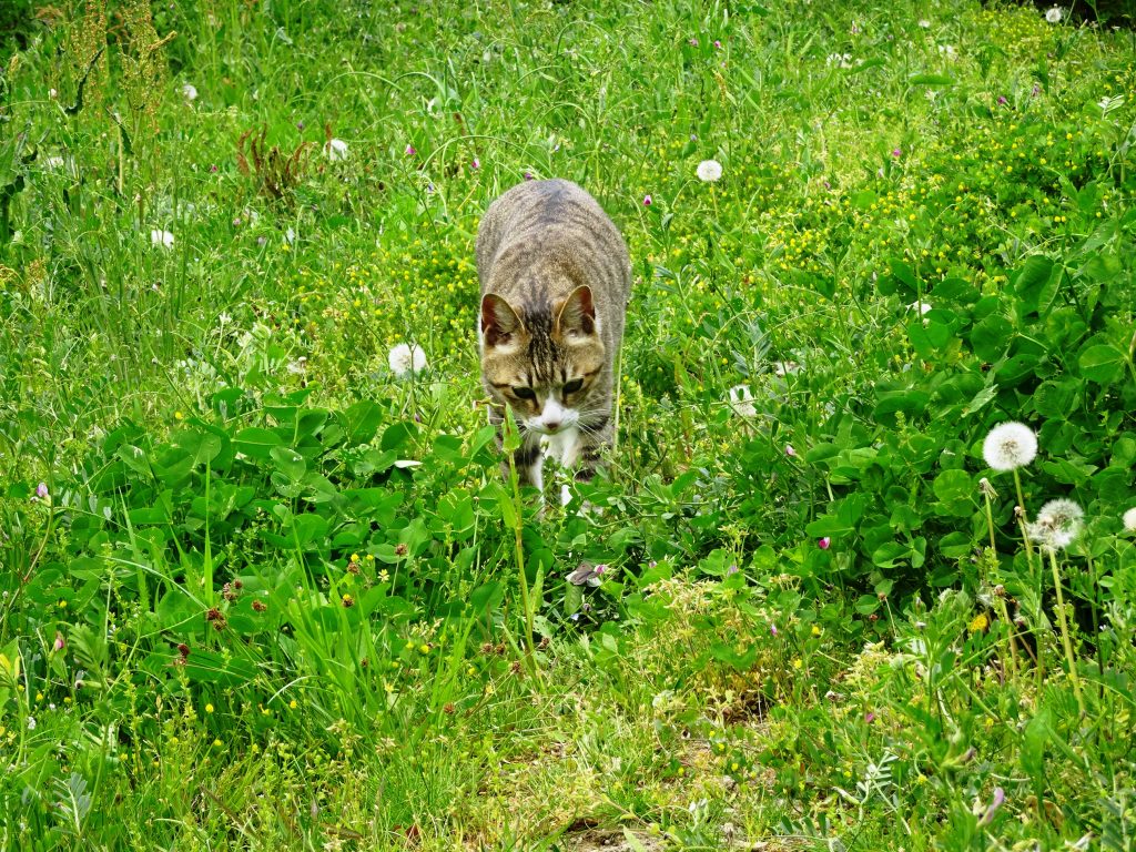 ねこ、風太 巡回