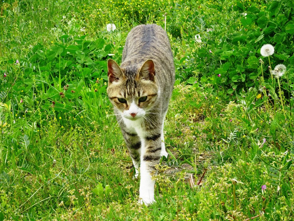 ねこ、風太 巡回