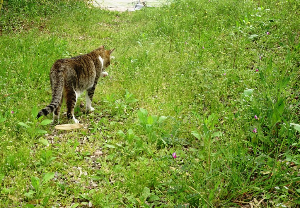 ねこ、風太 巡回