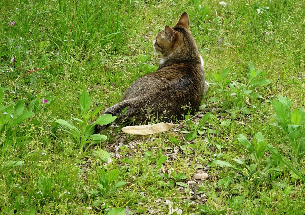 ねこ、風太 巡回