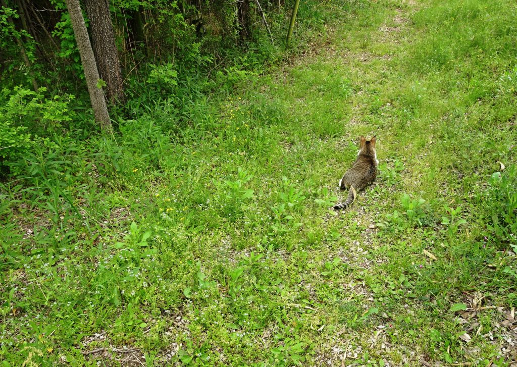 ねこ、風太 巡回