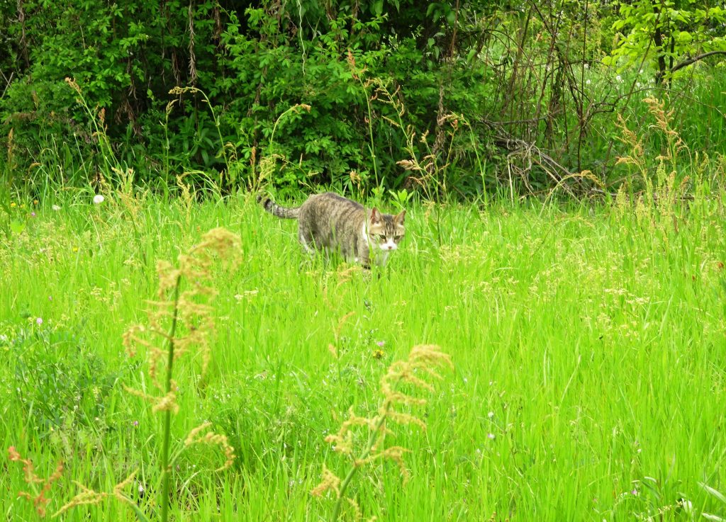 ねこ、風太 巡回
