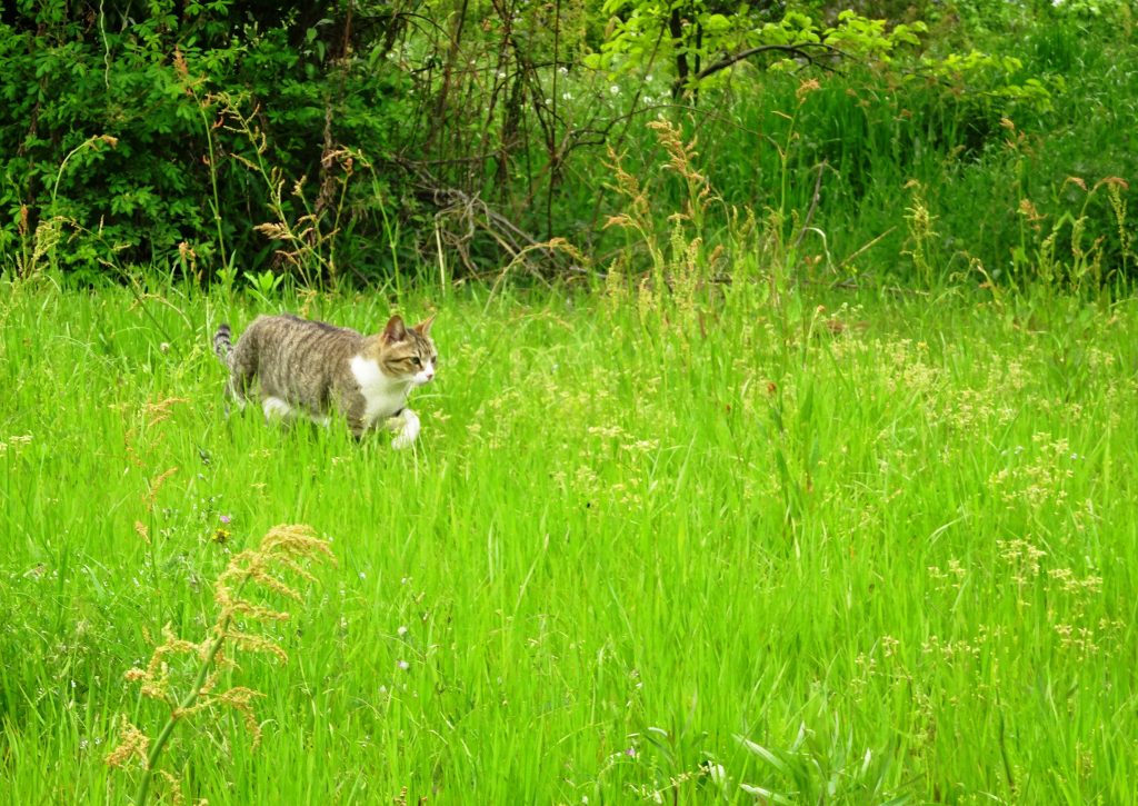 ねこ、風太 巡回