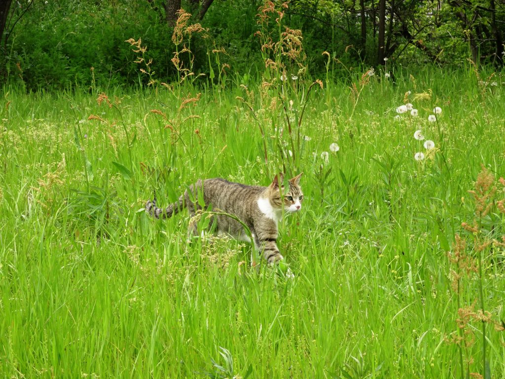 ねこ、風太 巡回