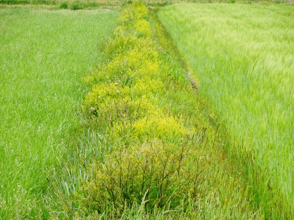 初夏のあぜ道
