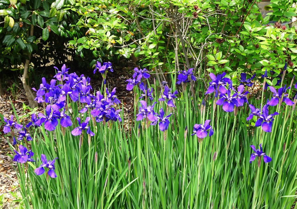 山菖蒲