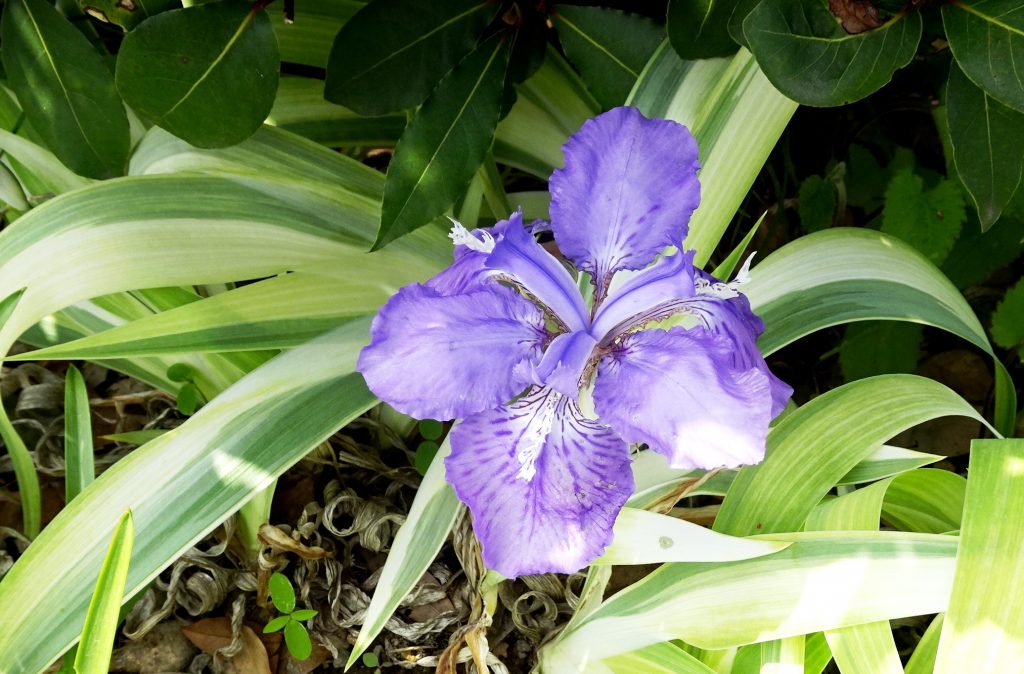 菖蒲(イチハツ:一初)
