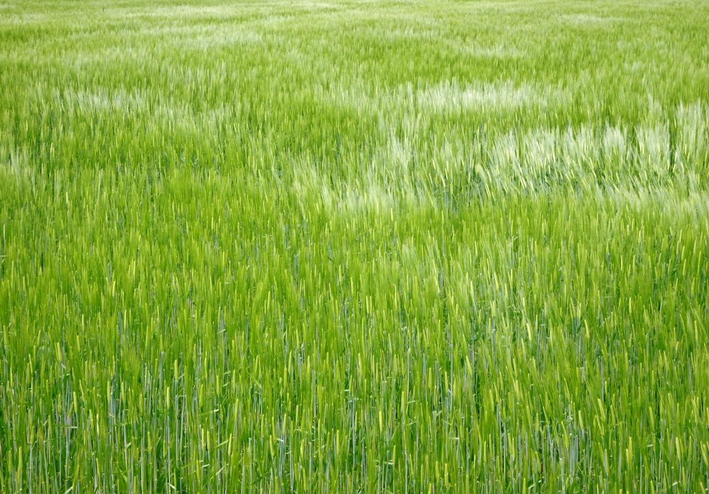 麦畑と風