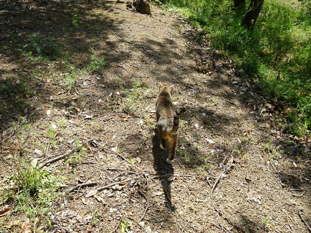 ねこ、風太 巡回