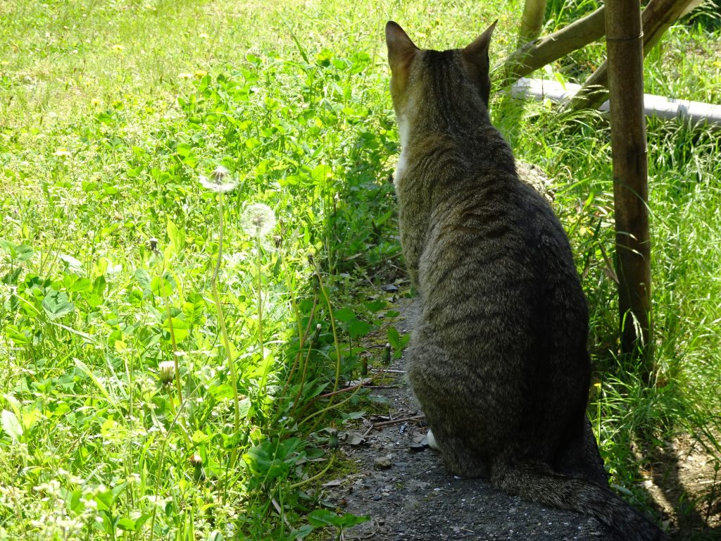 ねこ、風太 巡回