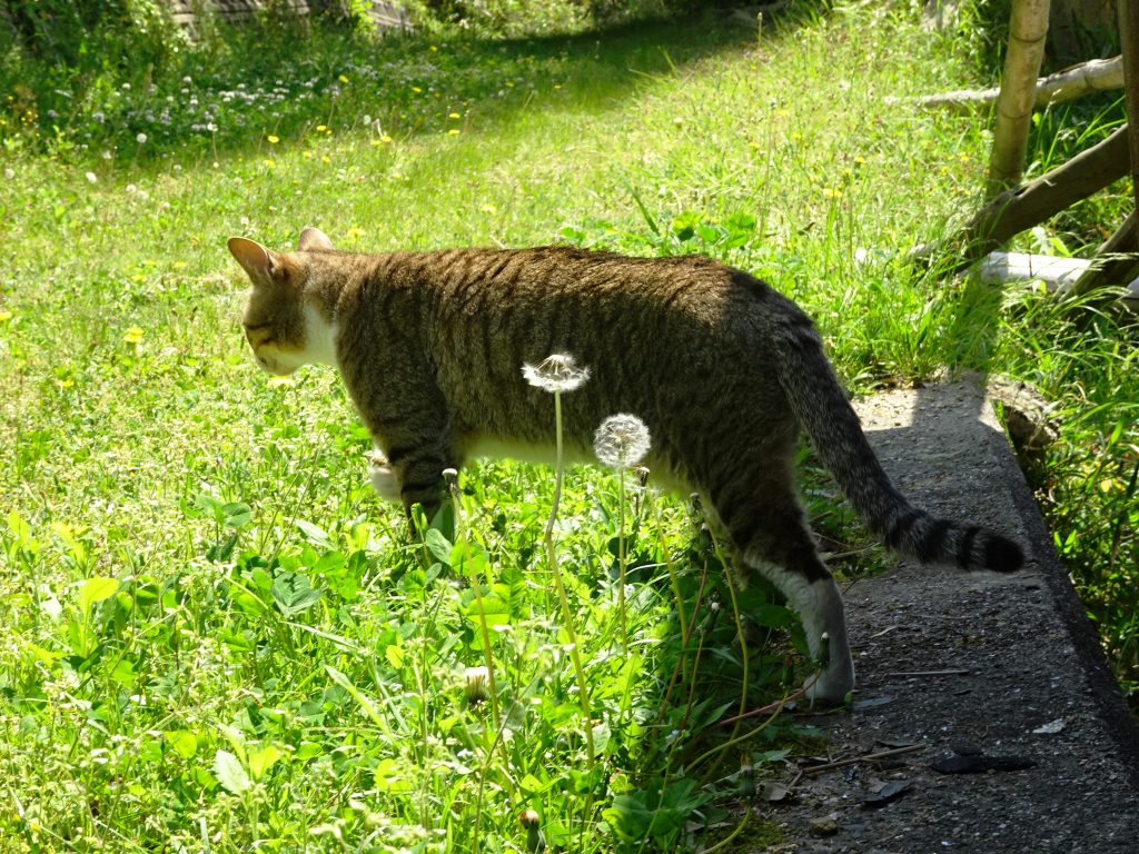 ねこ、風太 巡回