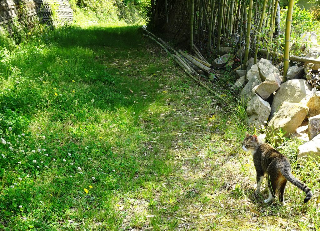 ねこ、風太 巡回