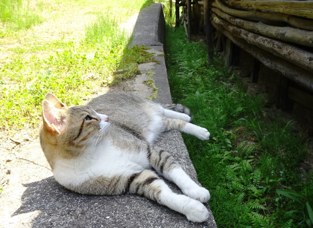 ねこ、風太 ゴロゴロ