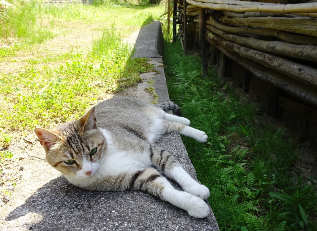 ねこ、風太 ゴロゴロ