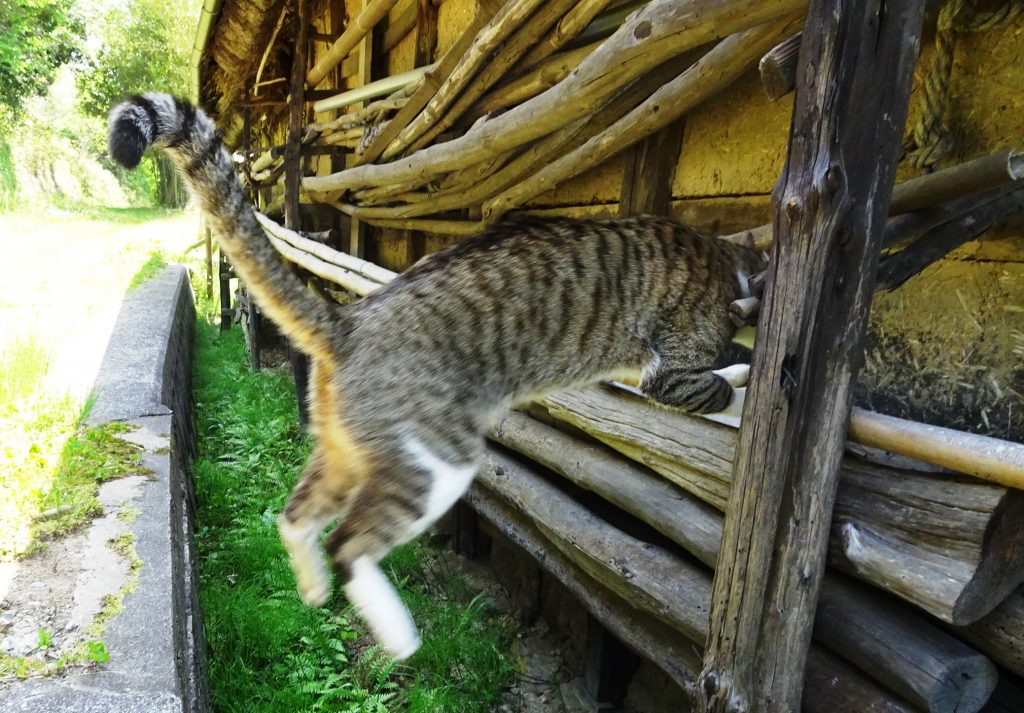 ねこ、風太 巡回