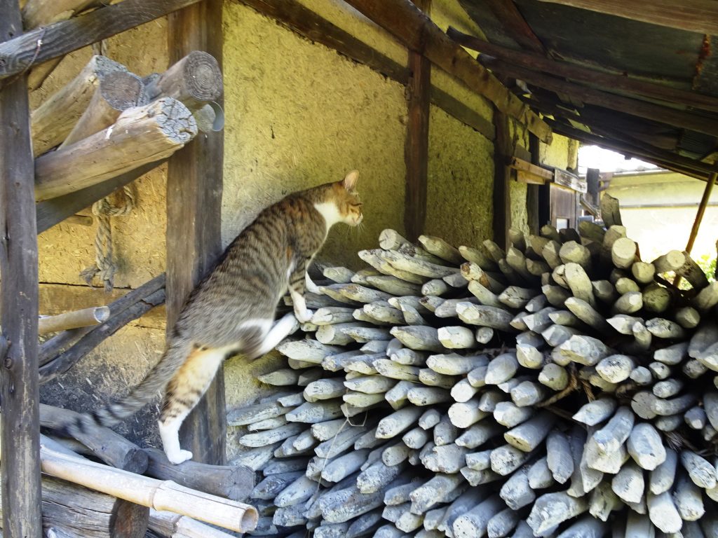 ねこ、風太 巡回