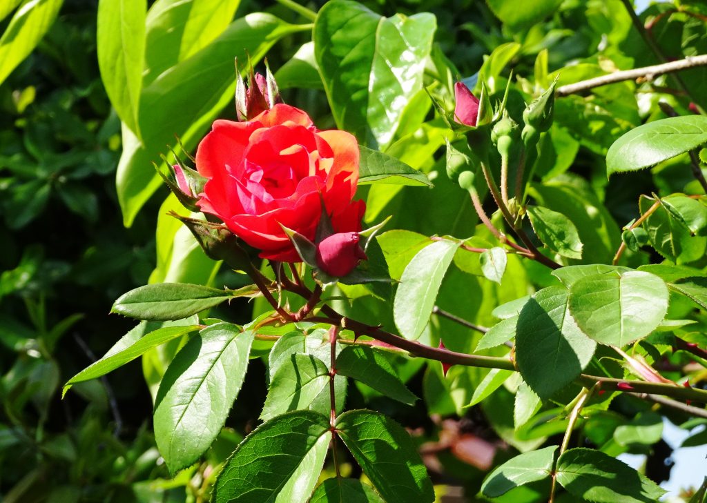 薔薇