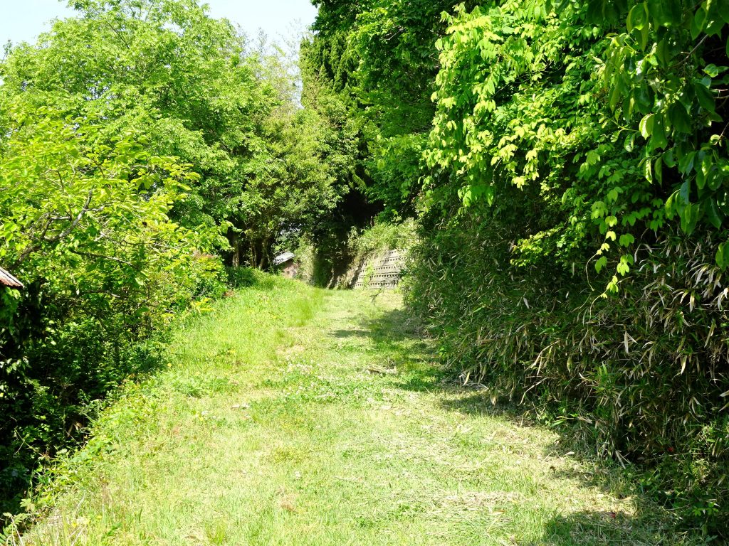 初夏の田舎道