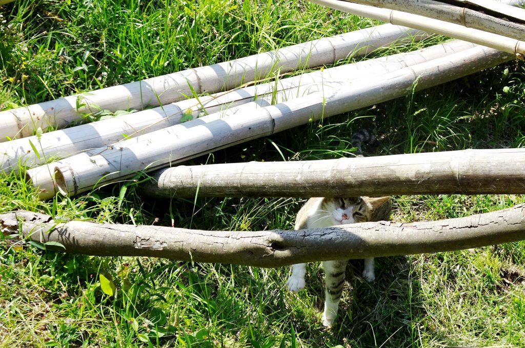 ねこ、風太 巡回