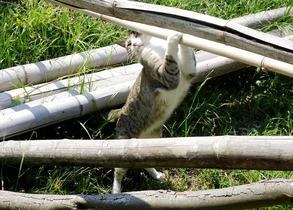 ねこ、風太 巡回